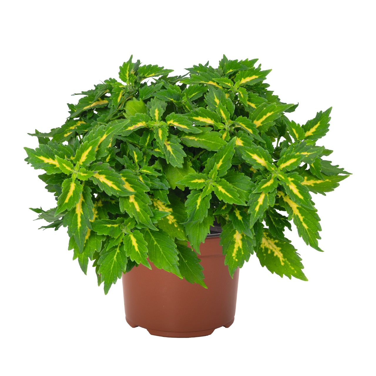 coleous down town port fairy