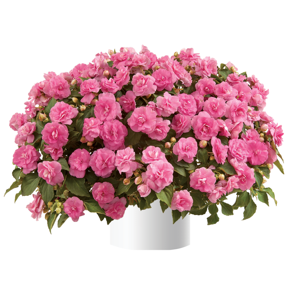 impatiens musica pink aroma