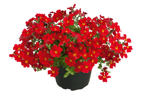 Jamesbrttenia Safari Lava